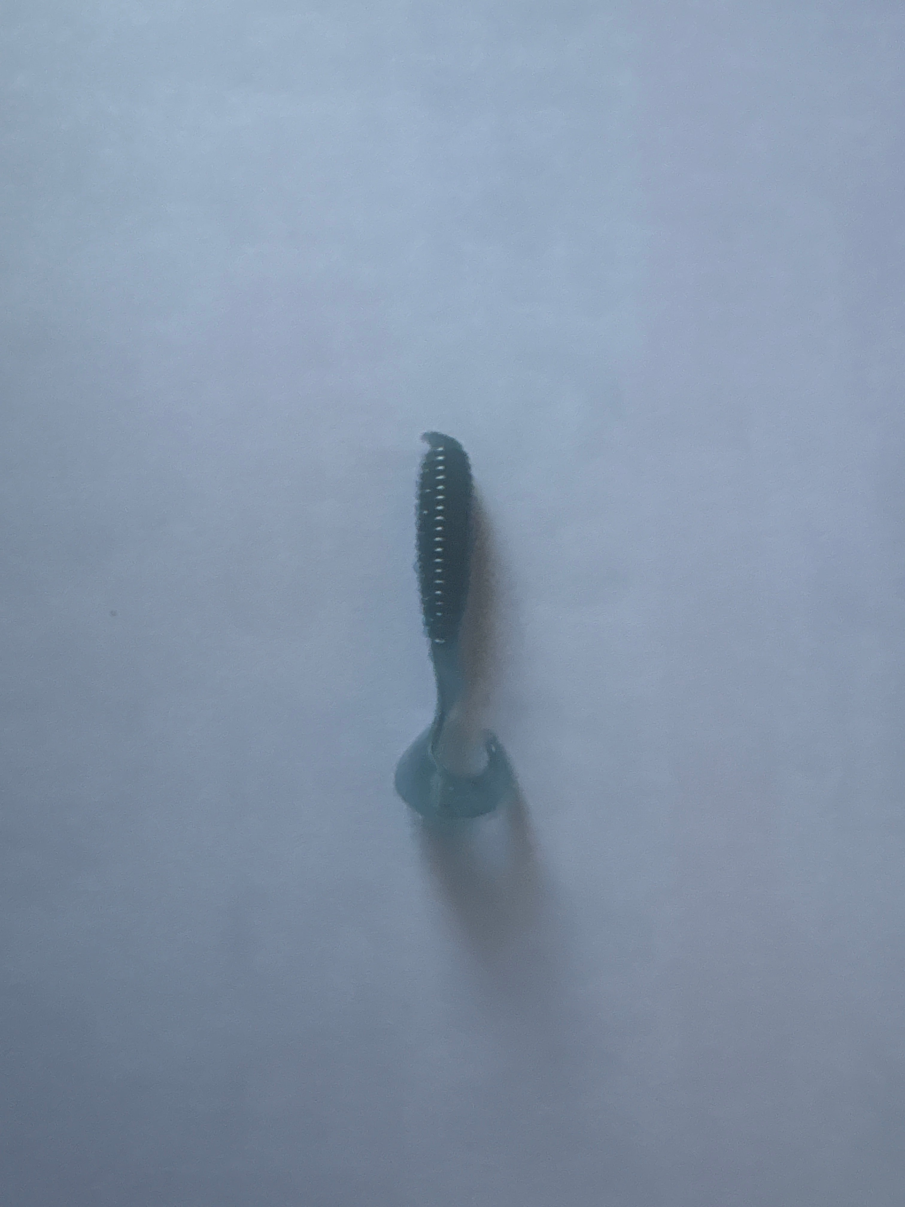 Haribo 2 inch Crappie Grubs