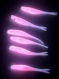 Bubblegum Pink and GLOW 2 inch Tracer Shads
